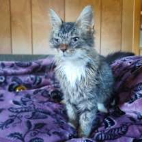 Thumbnail photo of Harry: Not at shelter (Kendra) #2