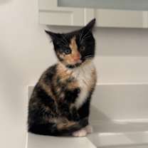 Thumbnail photo of Turtle #1