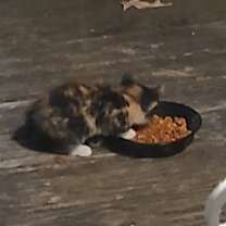 Thumbnail photo of Turtle #4