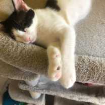 Thumbnail photo of STRATUS! #2