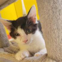 Thumbnail photo of STRATUS! #3