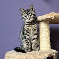 Thumbnail photo of yam #1