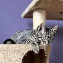 Thumbnail photo of yam #2