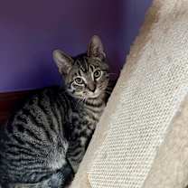 Thumbnail photo of yam #3