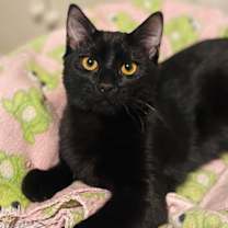 Thumbnail photo of Brighton #1