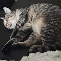 Thumbnail photo of Butterstuff #4