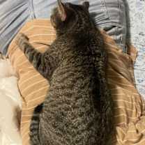 Thumbnail photo of Darcy #2