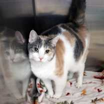 Thumbnail photo of Fuji #2