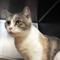 Thumbnail photo of Pontiac #2