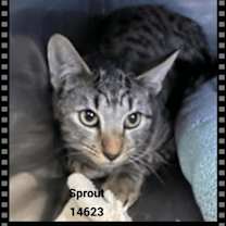 Thumbnail photo of Sprout(618) #1