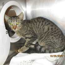 Thumbnail photo of Sprout(618) #2