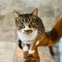 Thumbnail photo of Grapico #4