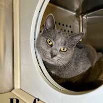 Thumbnail photo of Rufus #1