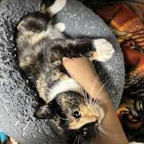 Thumbnail photo of Toffee-Pudding #2