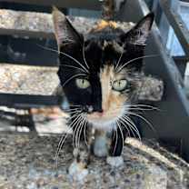 Thumbnail photo of Toffee-Pudding #3