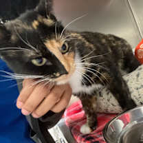 Thumbnail photo of Toffee-Pudding #4