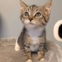 Thumbnail photo of Mouse King #1