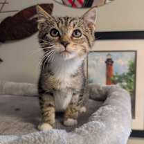 Thumbnail photo of Mouse King #3