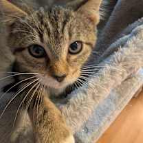 Thumbnail photo of Mouse King #4