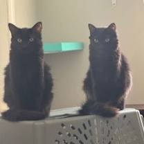 Thumbnail photo of Marlo #1