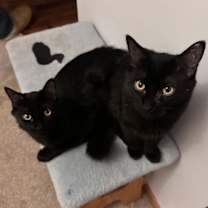 Thumbnail photo of Marlo #2