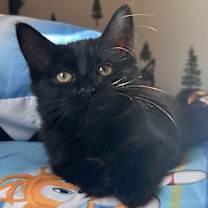 Thumbnail photo of Marlo #4