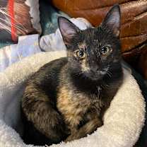 Thumbnail photo of Shelly #1