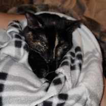 Thumbnail photo of Honeysuckle (Foster Cat) #3