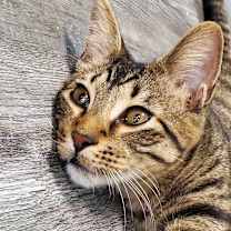 Thumbnail photo of Tom #1