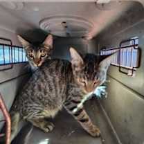 Thumbnail photo of Tom #2