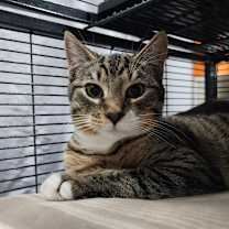 Thumbnail photo of NOX #2