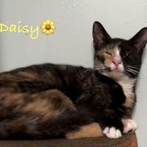 Thumbnail photo of Daisy #1