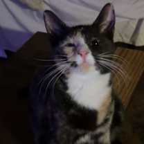 Thumbnail photo of Daisy #3