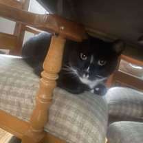 Thumbnail photo of Ray Ray (Foster Cat) #2