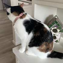 Thumbnail photo of Sugar #2