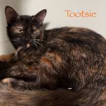 Thumbnail photo of Tootsie #1