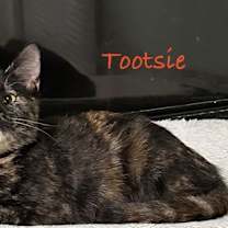 Thumbnail photo of Tootsie #3