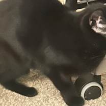 Thumbnail photo of Mayhem #2