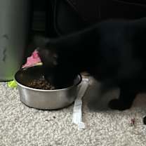 Thumbnail photo of Mayhem #3