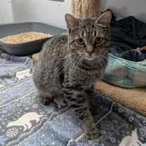 Thumbnail photo of Gausman #2