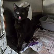 Thumbnail photo of Obsidian #1