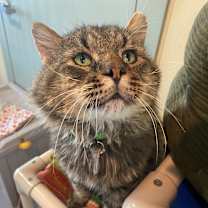 Thumbnail photo of Orion  #1