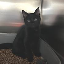 Thumbnail photo of Obsidian #2