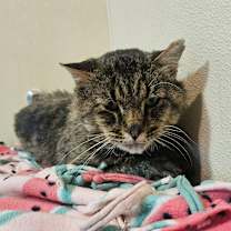 Thumbnail photo of Orion  #2