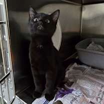 Thumbnail photo of Obsidian #3