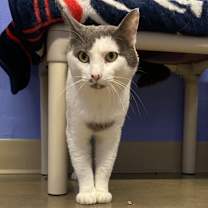 Thumbnail photo of Toupée #1