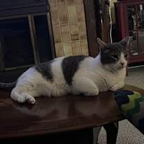 Thumbnail photo of Peanut #2