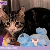 Thumbnail photo of Maddox #2