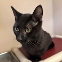 Thumbnail photo of Saturday - I am at Petsmart No #1