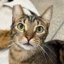 Thumbnail photo of Donut #1